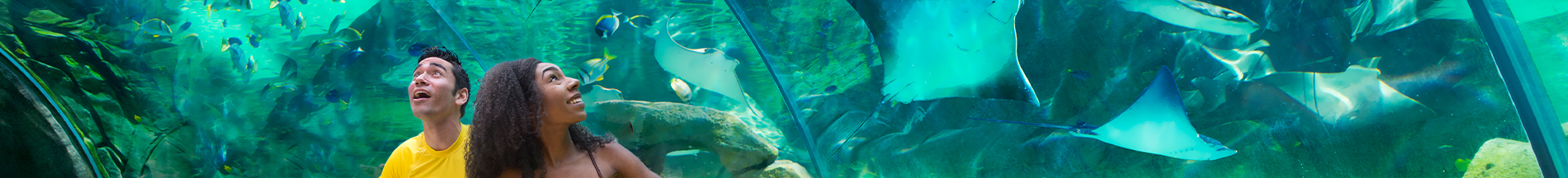 Stingray Falls at Aquatica San Antonio