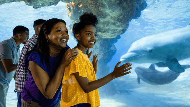 dolphin cove featured