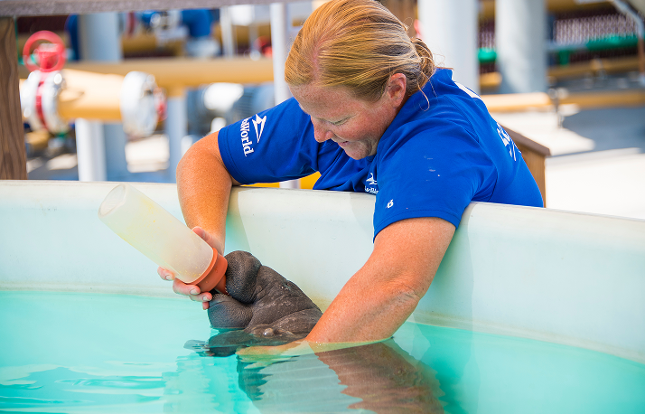 manatee.