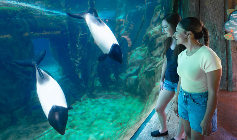 Commerson's dolphins