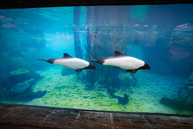 Dolphin