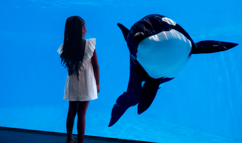 Girl looking at Orca