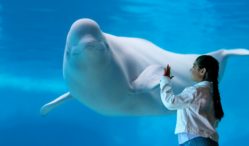 belgua whale