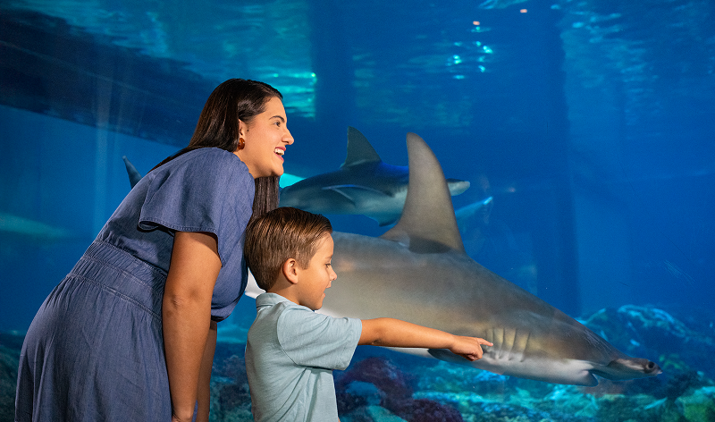 sharks