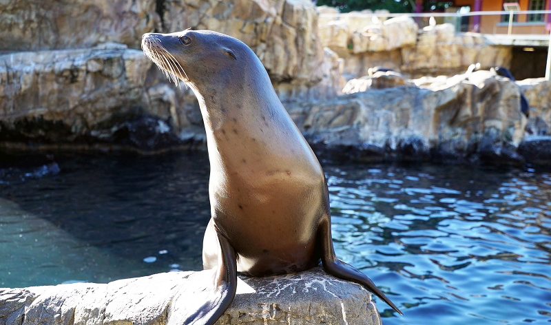 Seaworld blog image of a seal.