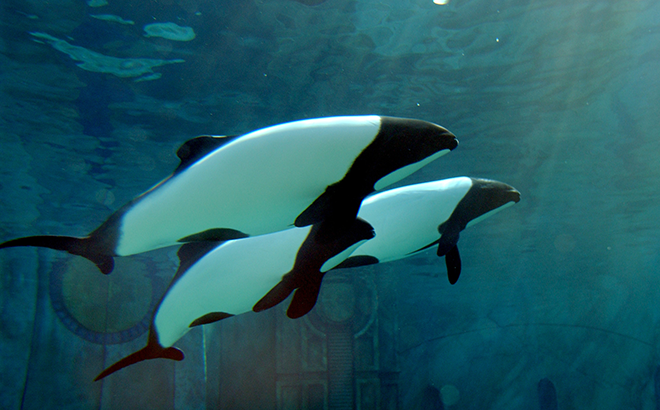 Commerson's dolphin swimming