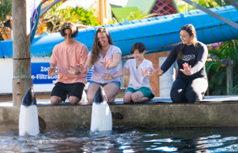 Commerson's dolphin close up tour at Aquatica Orlando