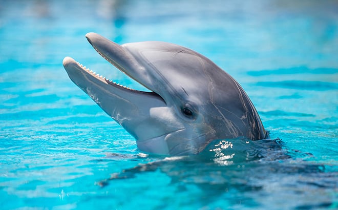 See dolphins at SeaWorld Orlando
