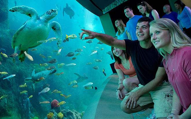 Visit Turtle Trek at SeaWorld Orlando