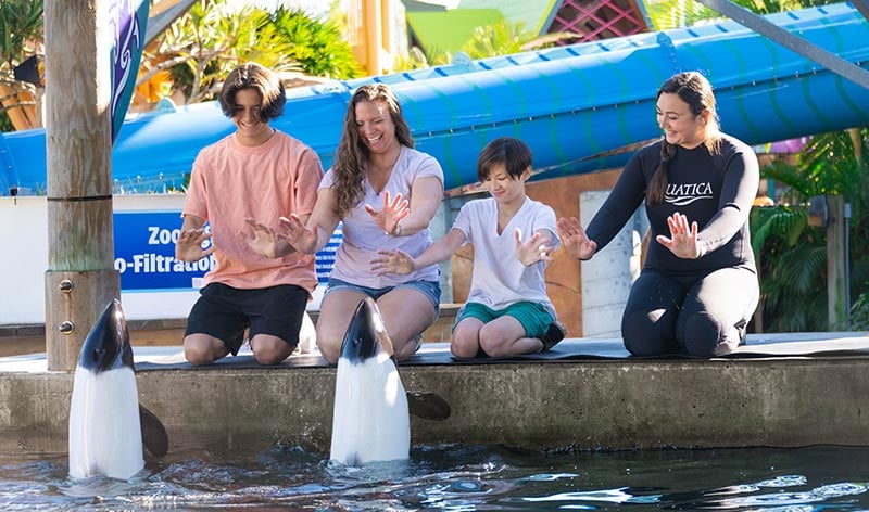 Commersons dolphin tour at Aquatica Orlando