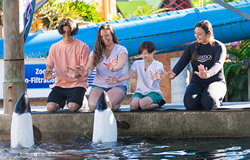 Commersons dolphin tour at Aquatica Orlando