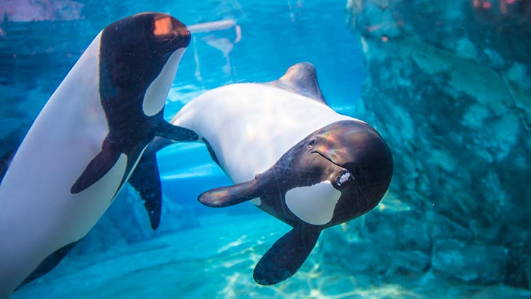 Commersons Dolphins at Aquatica Orlando