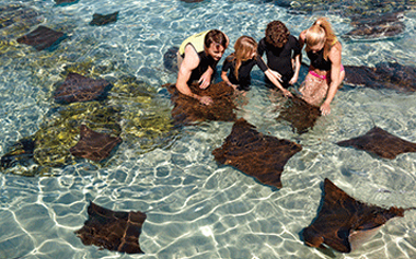 Stingray Encounter
