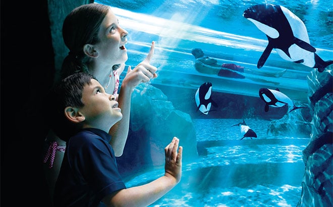 Get an up close look at the beautiful Commersons dolphins at Aquatica.